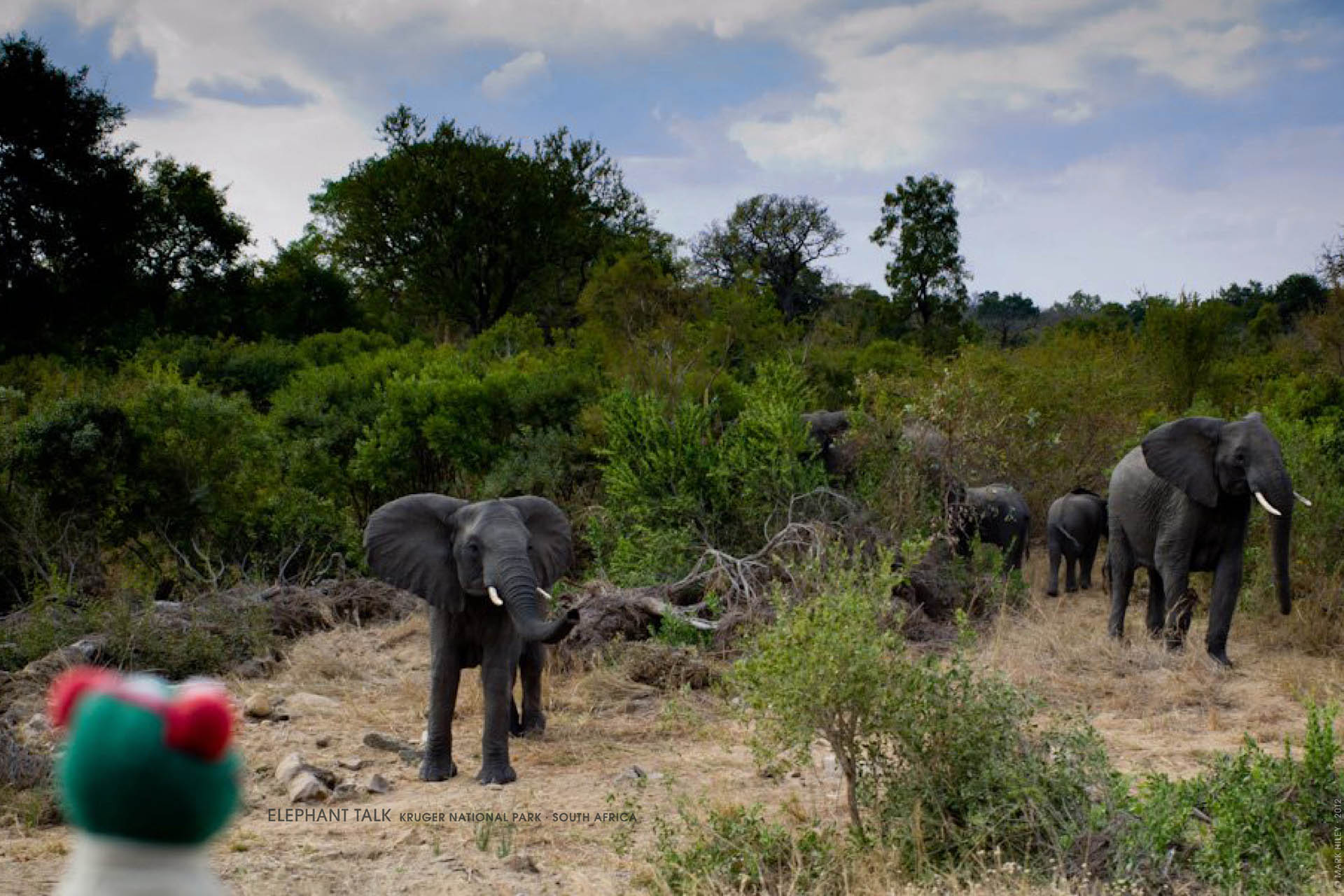 Mark Hiley's KONN THE FROG Elephant Talk, Kruger National Park, South Africa